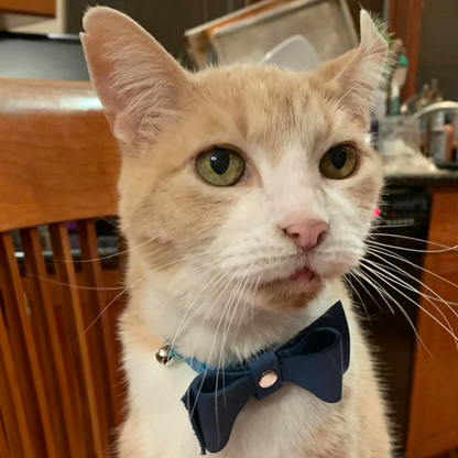 Pingree Pet Tie - sku-40538784464961-sku-40538784497729-sku-39371258855489-sku-39379413270593-sku-39379412680769-  DRIVEN - 12