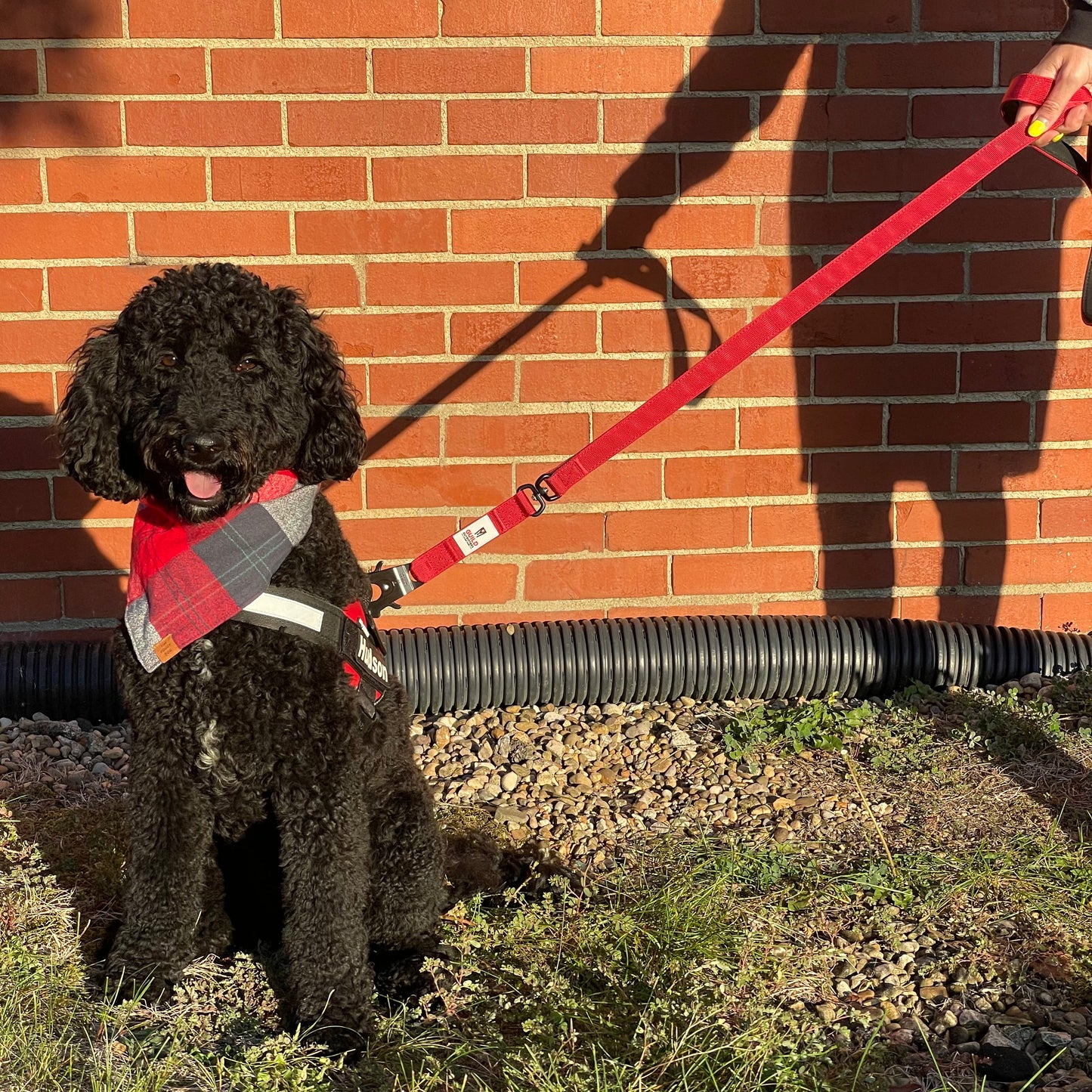 G.O. Overlanding Dog Leash - GO-920-  DRIVEN - 8