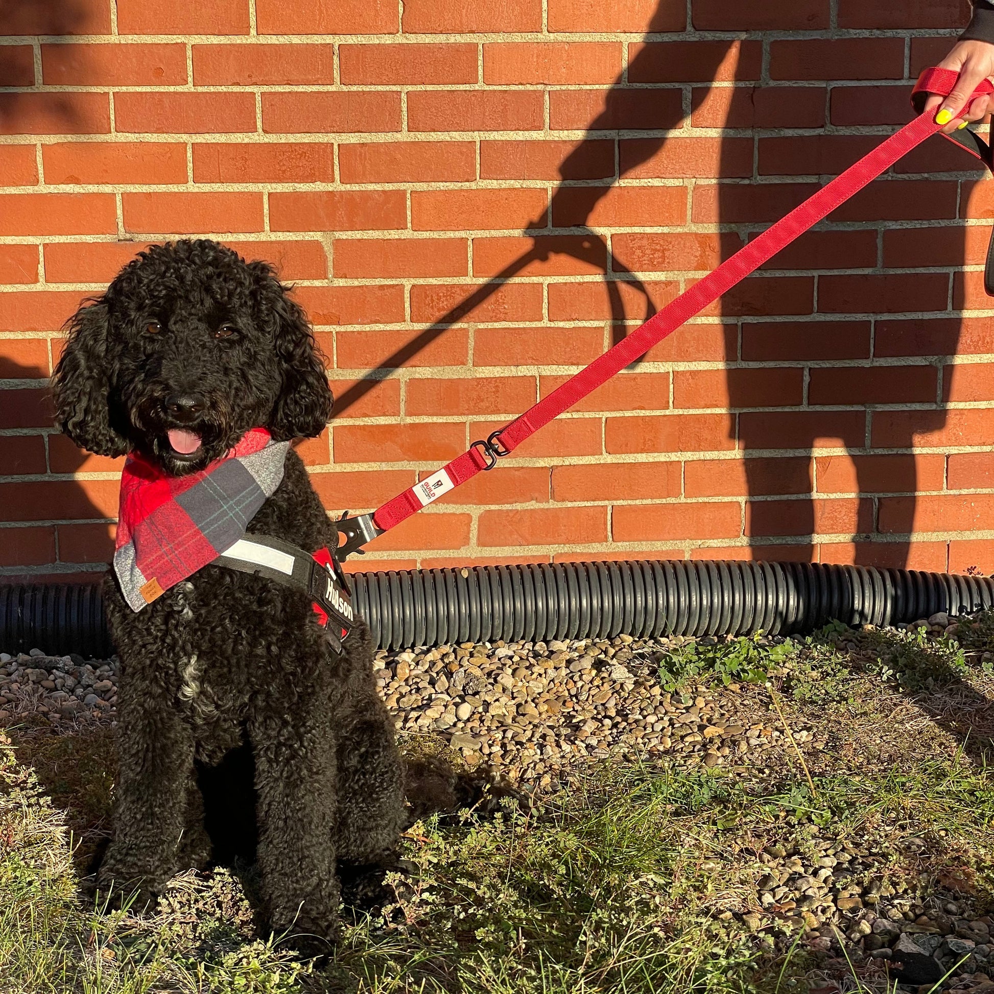 G.O. Overlanding Dog Leash - GO-920-  DRIVEN - 8