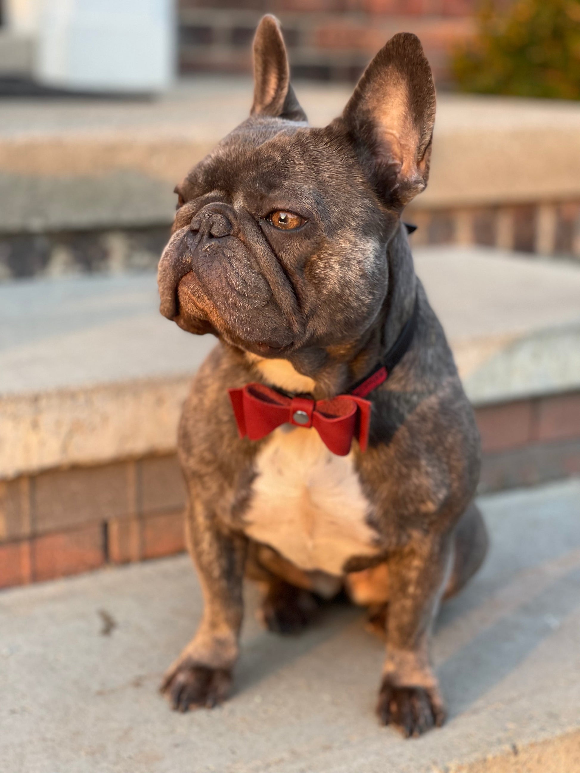 Pingree Pet Tie - sku-40538784464961-sku-40538784497729-sku-39371258855489-sku-39379413270593-sku-39379412680769-  DRIVEN - 7
