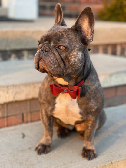 Pingree Pet Tie - sku-40538784464961-sku-40538784497729-sku-39371258855489-sku-39379413270593-sku-39379412680769-  DRIVEN - 7